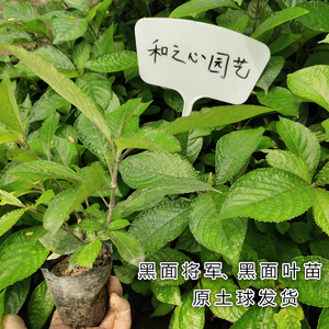 正宗黑面将军苗黑面叶苗马来西亚脆叶马兰苗黑将军破石草绿植盆栽