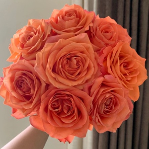 引进种植橙色国王日玫瑰全店鲜花任意两束顺风航空包邮鲜切花