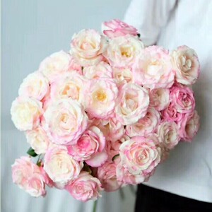 多头霓裳玫瑰花