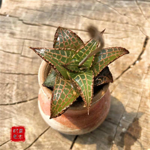 龙鳞 稀有冷门多肉植物硬叶十二卷玉露大棵耐阴室内盆栽基地直发