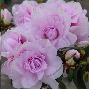 盆栽稀缺品种春鹃杜鹃花苗 紫灯笼瑶妃千重大粉白紫 庭院阳台花卉