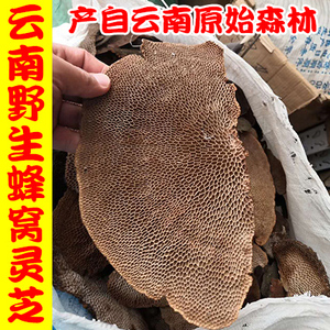 云南纯野生蜂窝灵芝毛蜂窝菌蜂窝层孔菌 龙眼梳 野生龙眼菌250克