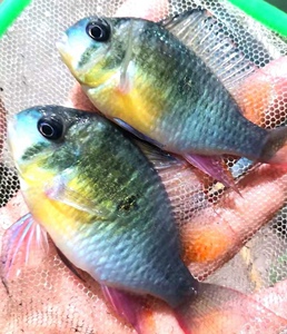 凤凰钻石潘王食土鲷和尚关刀食土鲷圣塔伦月亮宝石南美鱼马世博