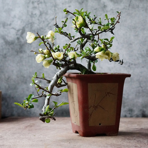 白花 长寿梅 造型盆景盆栽 一物一拍 绿植 花卉盆栽室内 带盆栽