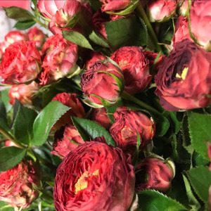 巧克力泡泡月季盆栽