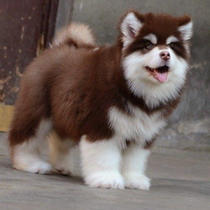 纯种阿拉斯加幼犬灰桃红棕黑巨型雪橇犬熊版狼版家养宠物活体狗狗