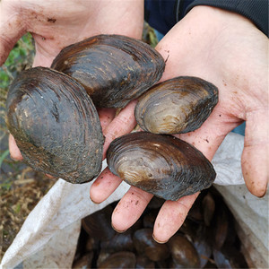 大河蚌 野生淡水小河蚌带壳活体海巴子可食用河蚌苗包活10个包活