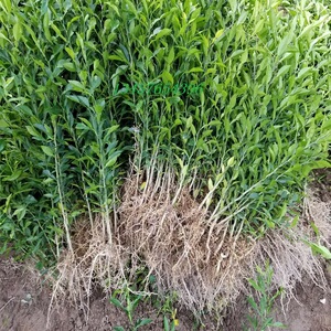 正宗资阳小叶软枝香橙苗香橙砧木苗香橙苗香橙实生苗小叶香橙大苗