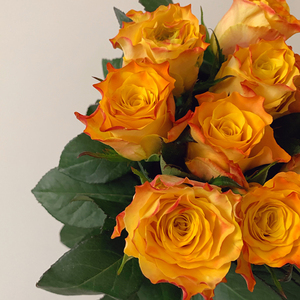 金色海岸 金黄色切花花苗庭院阳台月季灌木盆栽绿植物四季开花卉