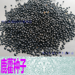 野生鹿藿种子饿蚂蝗野绿豆老鼠豆野毛豆野黄豆中药材草药50克包邮