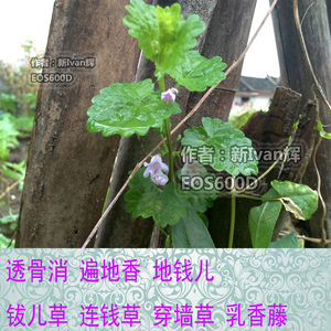 新鲜野生透骨消连线草遍地香地钱儿连钱草穿墙草药中药材顺丰种苗