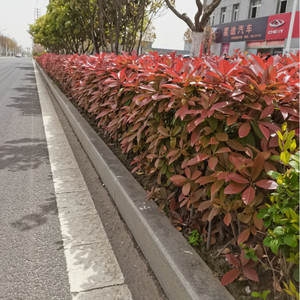 31欣冉花卉2淘宝红叶石楠树苗小苗围墙绿篱植物高杆四季常青庭院