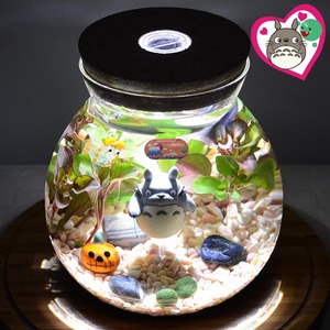 幸福海藻球桌面微景观生态瓶龙猫水培植物生态瓶泰国斗鱼生日礼物