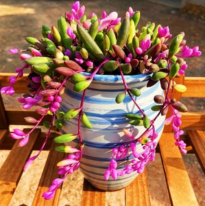 多肉彩色紫玄月可爱吊兰装饰开花阳台室内桌面防辐射花卉耐旱包邮