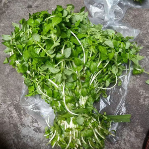 云南德宏野菜傣族调料新鲜蔬菜正宗香嫩水薄荷水香菜500g泡沫箱发