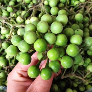 puyunfei881015淘宝云南建水小苦果野生苦子果新鲜苦茄撒苤苦水金