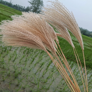 精品网红天然小芦苇干花花束婚礼装饰拍摄道具橱窗背场景