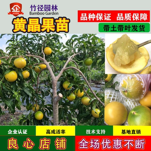 四季黄晶果