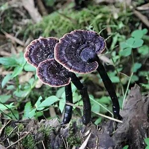 福建高山野生不苦灵芝林中灵黑紫芝木灵芝煲汤泡酒500g