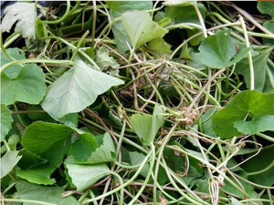 雷公碗英西九龙野生崩大碗马蹄草雷公根灯盏菜积雪草干货500g