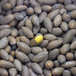 西垣香榧东阳特产