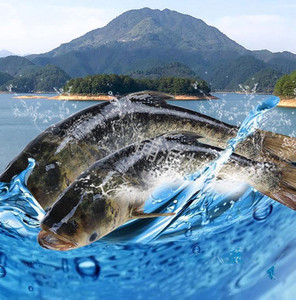 【捕渔村】微山湖野生花鲢鱼现杀野生胖头鱼新鲜花鲢鱼雄鱼淡水鱼