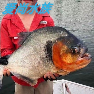 秘鲁黑食 钻黑 普黑 黄钻 辛古水虎武士胭脂黑斑南美加拉辛虎皮鱼