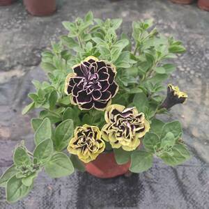 重瓣矮牵牛黑珍珠红水晶花苗盆栽阳台庭院进口牵牛花植物四季开花