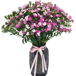 云南直发相思梅石竹梅青梅鲜花水养家用办公会议同城速递包邮