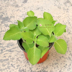 到手香碰碰香左手香番薄荷洋薄荷藿香排香草一抹香苗盆栽延命草