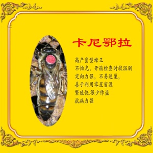 000人付款淘宝卡意蜂种蜂王笼蜂群出售产卵王卡尼鄂拉蜂王湖南省种