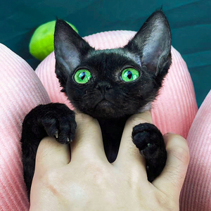 德文卷毛猫幼猫活体纯种宠物猫咪活物绿色眼睛赛尔凯克猫舍纯黑色