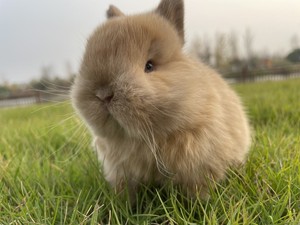 进口纯种二代双血美国侏儒兔长不大小体宠物兔