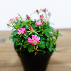 金平糖姬月季姬蔷薇勤花带花苞绿植四季开花最小的月季可爱花色