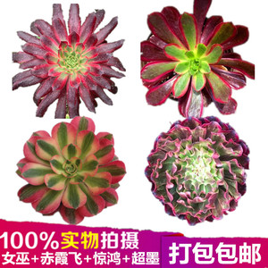 包邮4颗法师锦 粉女巫 赤霞飞 超墨惊鸿多肉植物法师组合盆栽花卉