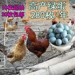 高产麻羽绿壳蛋鸡黄羽绿壳五黑一绿种蛋绿皮鸡蛋受精蛋芦花可孵化