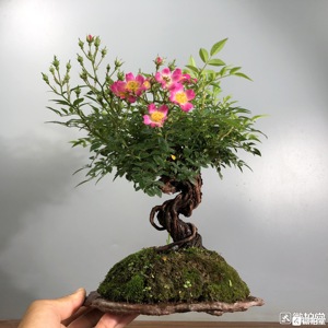 姬月季 提根蔷薇老桩 室内阳台小品盆栽 微形观花果