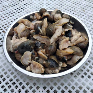 鲍螺1份3斤装56元包邮野生新鲜珍珠鲍玉螺黄螺海螺老婆脚角螺网红