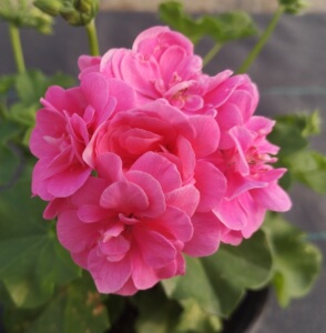 时间海花卉粉女巫粉红色春季秋季庭院地栽阳台盆栽苗垂吊天竺葵