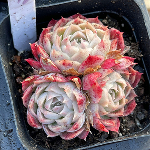 41正版夏洛玫瑰多肉植物一物一拍非朱砂痣仙桃