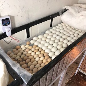 水床孵化机 家用型孵蛋器 鸡鸭鹅鹌鹑孵化器小型全自动控温孵化箱