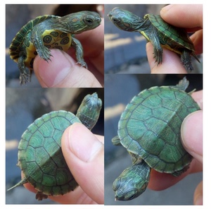 观赏小乌龟小巴西龟苗炫彩彩喷绘乌龟 红耳乌龟巴西彩龟3到17厘米