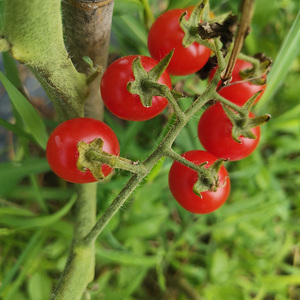 00tb093024135淘宝贵州野生西红柿小番茄小毛辣果小毛才西红柿火锅