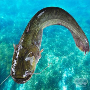 南方大口鲶鱼苗活体冷水好养殖淡水观赏小鱼苗河二须胡子土鲶鱼苗