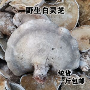 白灵芝野生