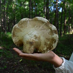 野生白灵芝 玉芝 白芝 白边层孔菌 桦剥管菌 250g 可免费切块