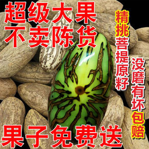 千眼菩提子原籽原料超级大果手把件文玩手串佛珠菩提子绿色原果子