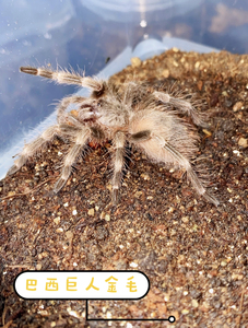 异想天开爬室 巴西巨人金毛 地栖宠物蜘蛛 大型温顺好养