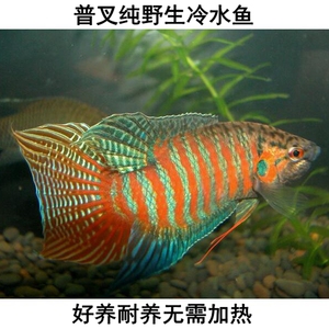 中国斗鱼 普叉 菩萨鱼 盘皮丝 花手巾 旁皮婆冷水鱼活体鱼纯野生