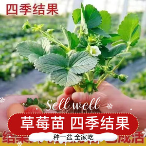 草莓苗四季盆栽食用家种树苗红颜奶油草莓种苗秧盆栽阳台种植